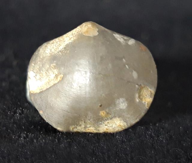 Acromeristina tchadanica KULKOV - Bild &copy; FossNet FossilienStore